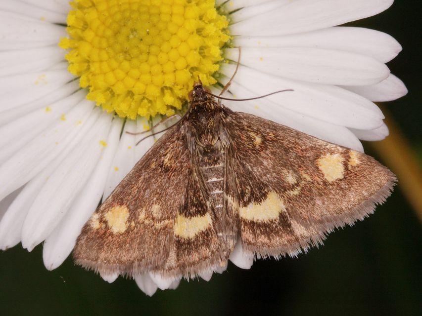 Pyrausta aurata - aranyló bíbormoly