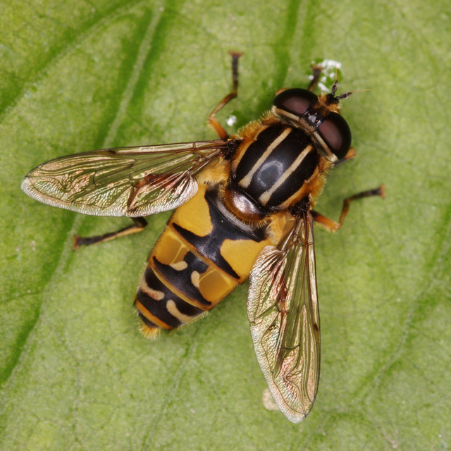 Helophilus pendulus - közönséges mocsárilégy