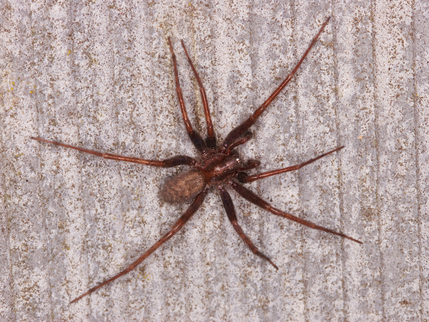 Tegenaria domestica - házi zugpók