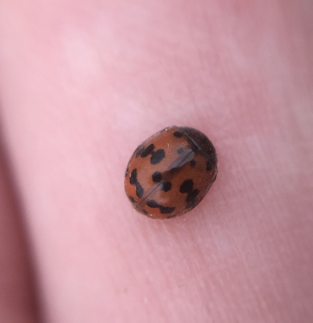 Subcoccinella vigintiquatuorpunctata - lucernaböde