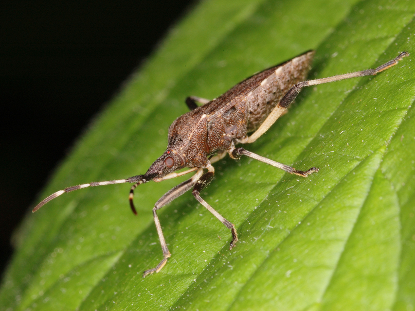 Dicranocephalus