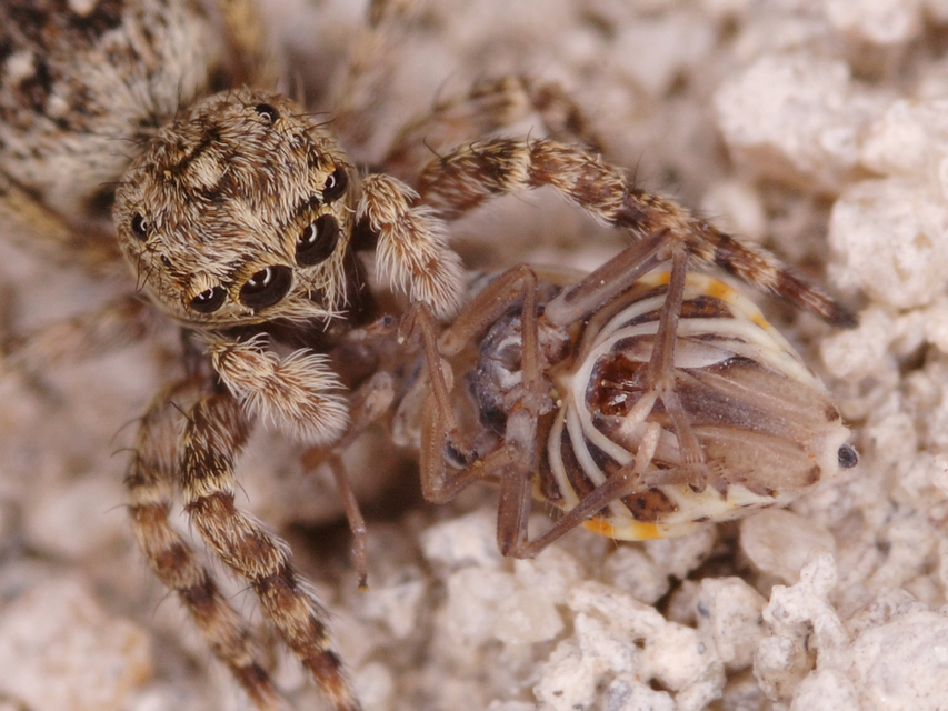 Attulus pubescens - bozontos ugrópók