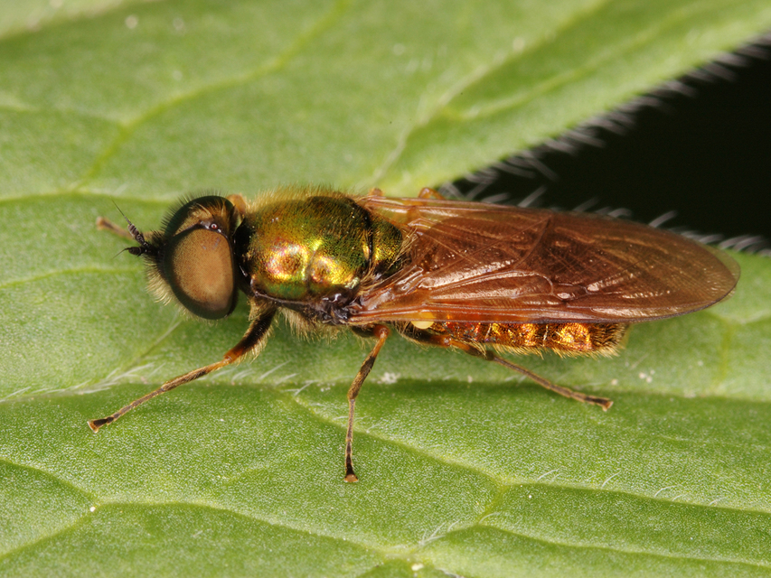 Chloromyia formosa - közönséges fémeslégy