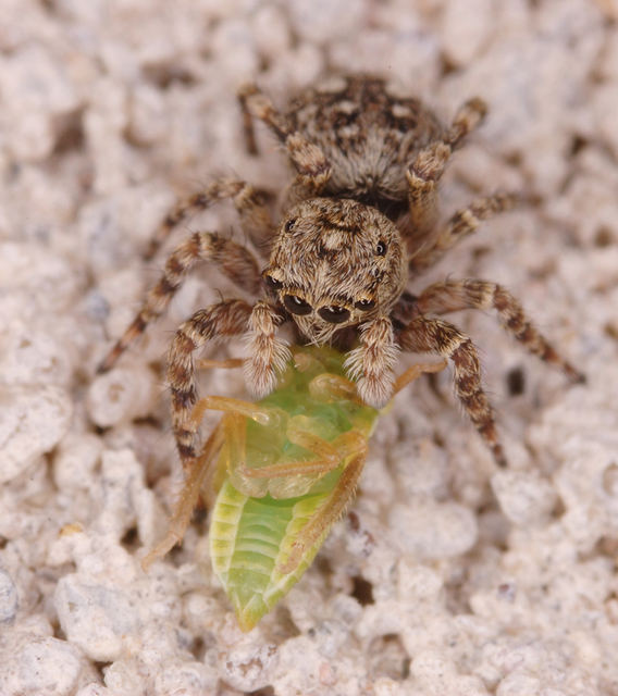 Attulus pubescens - bozontos ugrópók