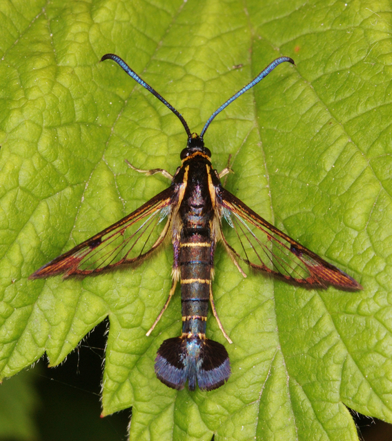 Sesiidae - szitkárfélék