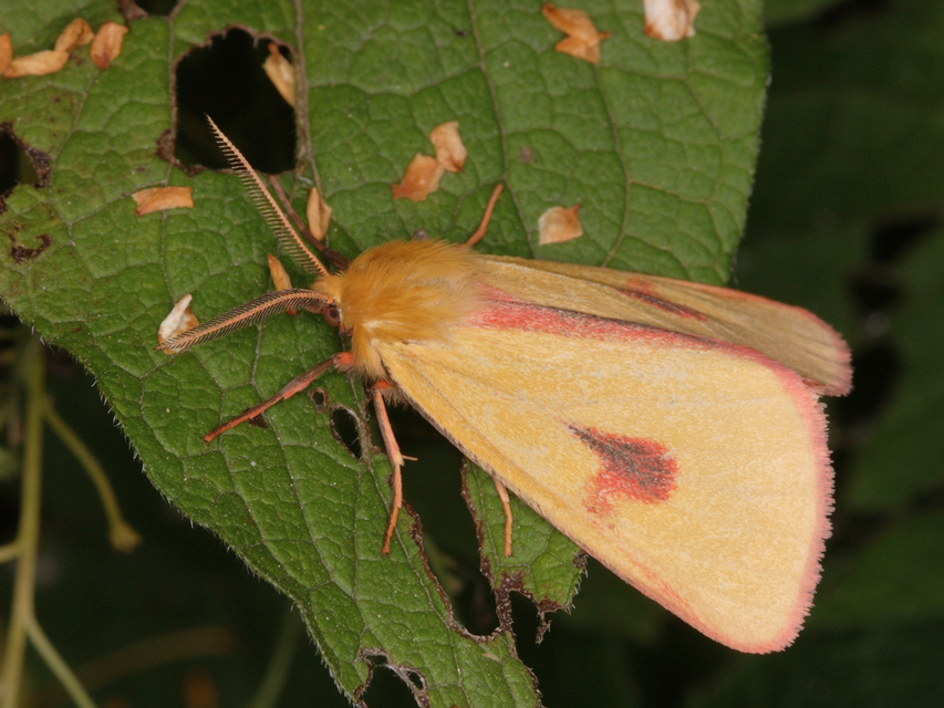 Diacrisia sannio - vörösszélű medvelepke