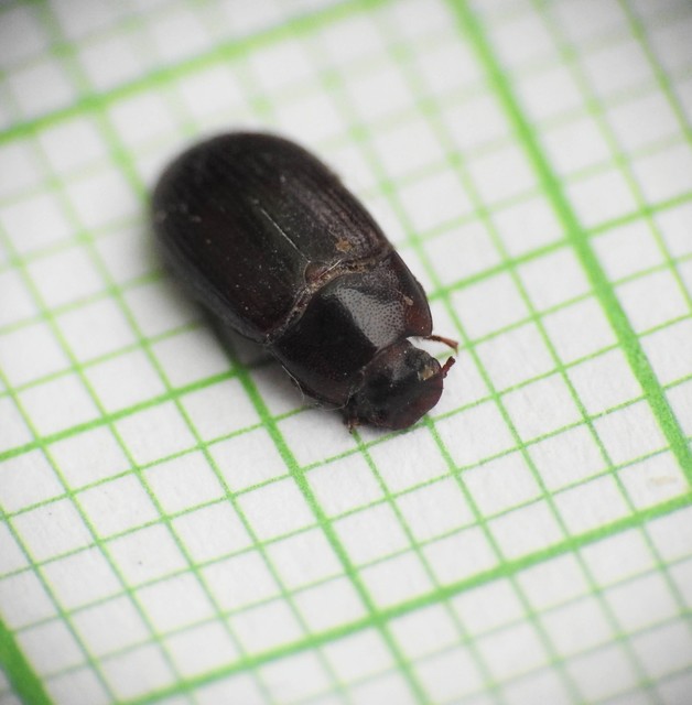 Alphitobius diaperinus