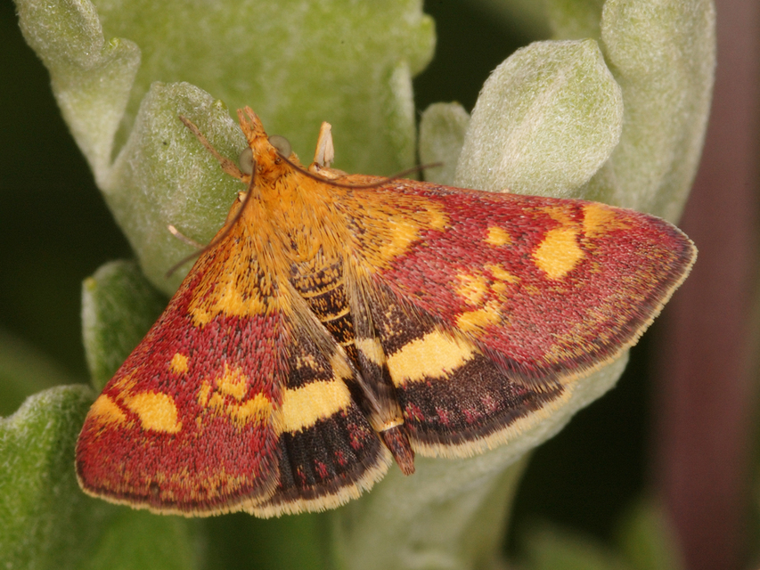 Pyrausta aurata - aranyló bíbormoly