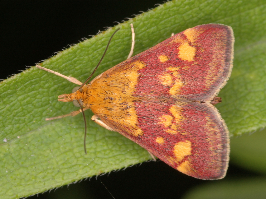 Pyrausta aurata - aranyló bíbormoly