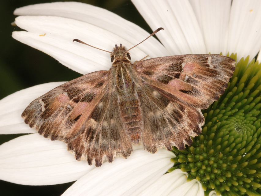 Carcharodus alceae - mályva-busalepke