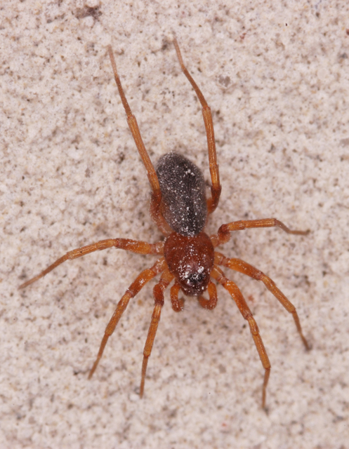 Zodarion rubidum