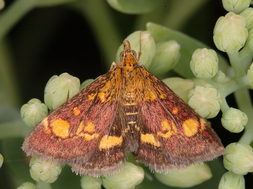 Pyrausta aurata - aranyló bíbormoly