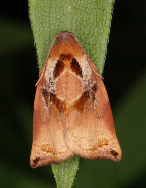 Archips podana - dudvarágó sodrómoly