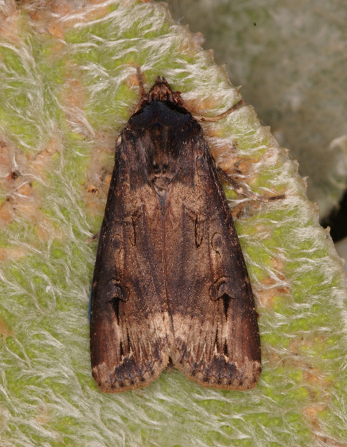 Agrotis ipsilon - nagy földibagoly