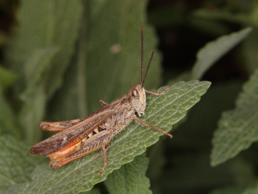Chorthippus mollis - halk tarlósáska