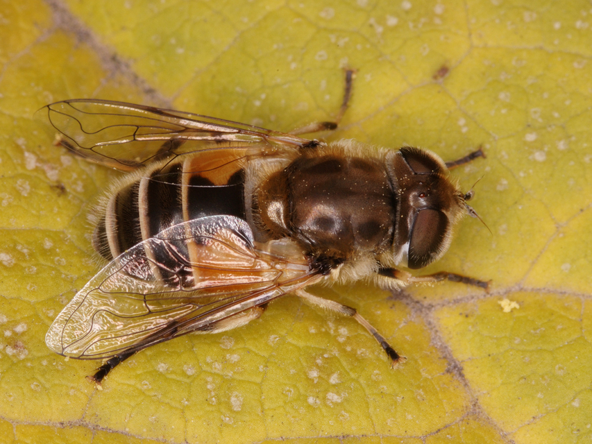 Eristalis arbustorum - fehérarcú herelégy