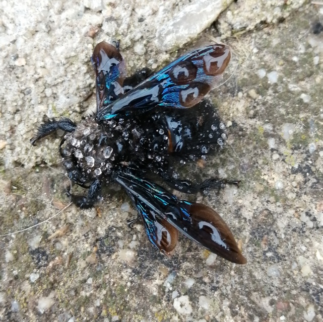 Xylocopa