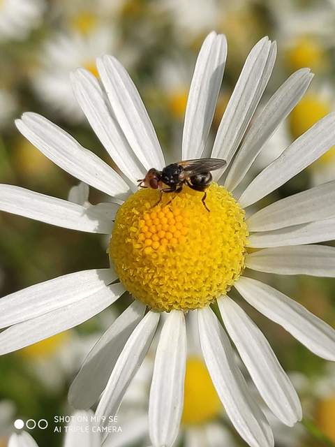 Conopidae - fejeslegyek
