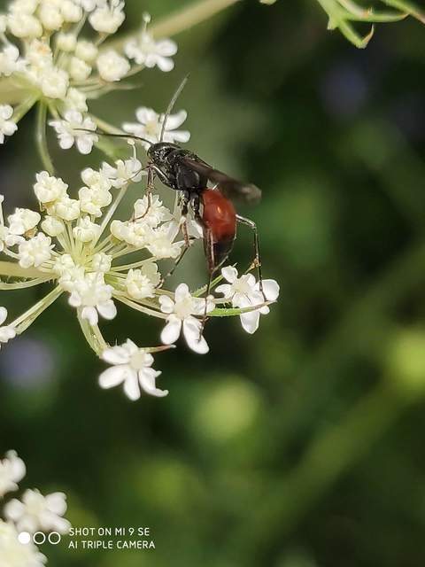 Pompilidae - útonállódarazsak