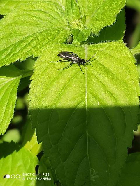 Pompilidae - útonállódarazsak