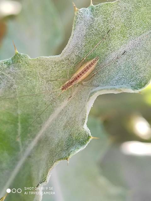 Oecanthus pellucens - pirregőtücsök