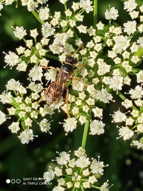 Crabronidae - szitásdarazsak
