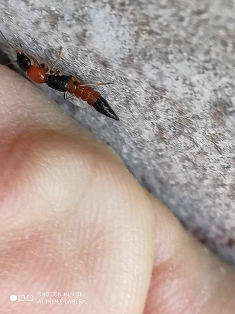 Paederus