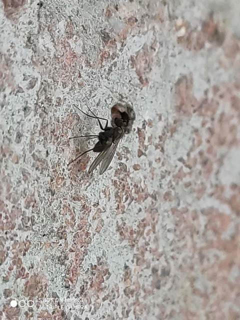 Medetera