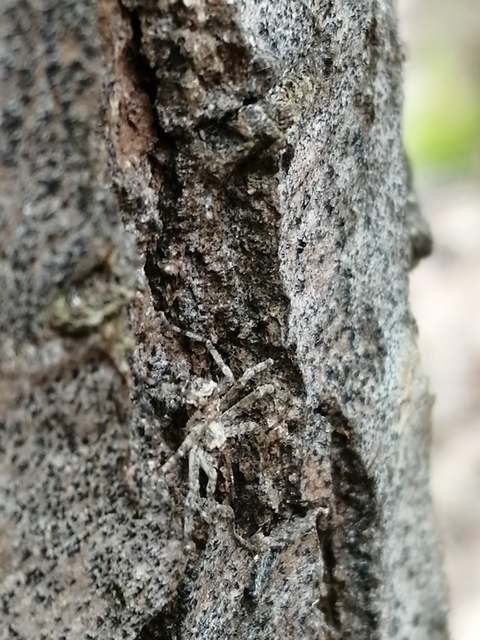 Philodromus poecilus - cifra karolópók