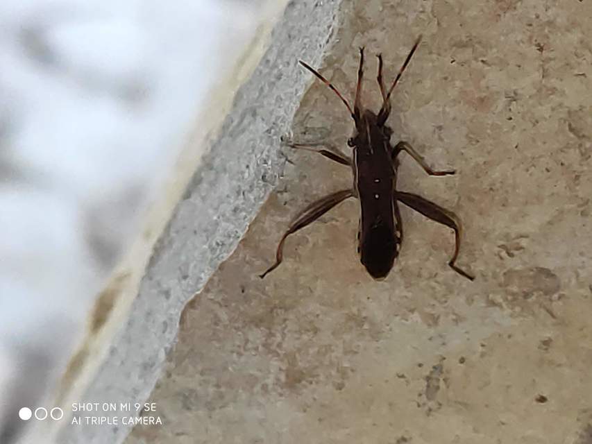 Camptopus lateralis - görbelábú karimáspoloska