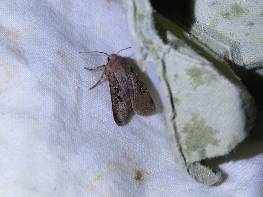 Conistra rubiginosa - szürke télibagoly