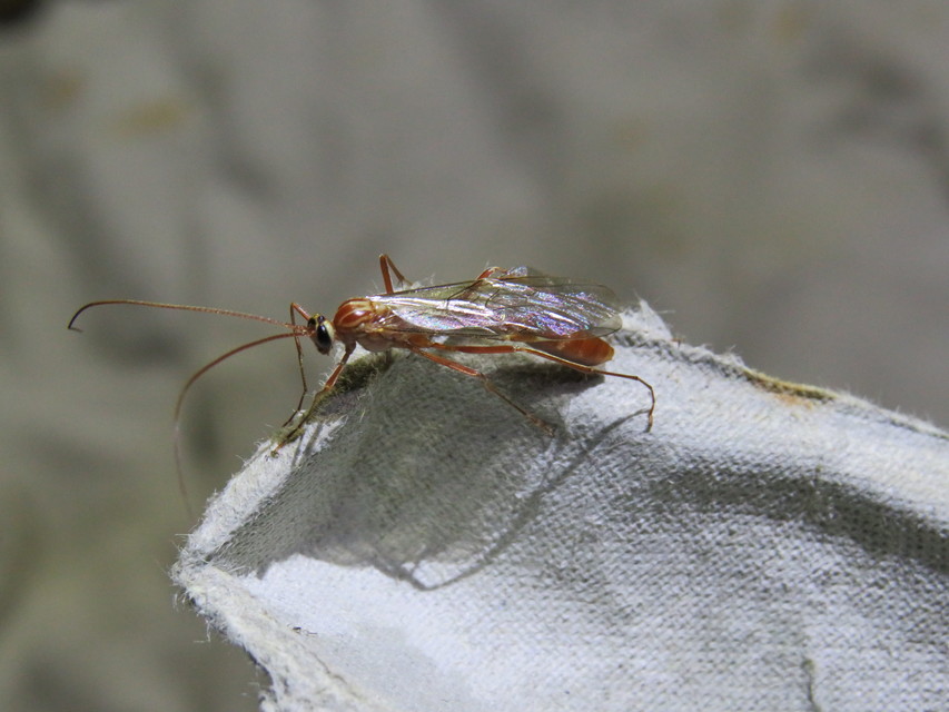 Ophion obscuratus