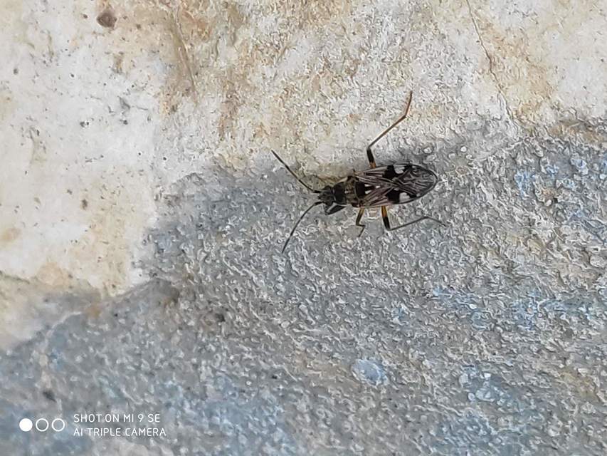Beosus maritimus - homoki bodobács