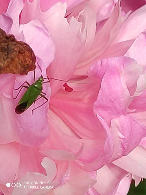 Calocoris affinis