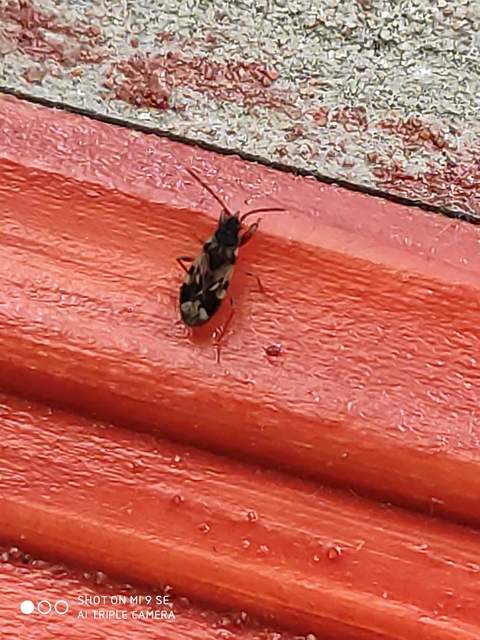 Scolopostethus