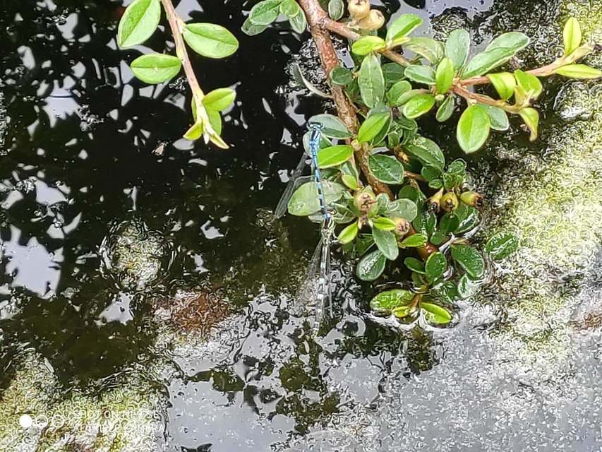 Coenagrion ornatum - díszes légivadász