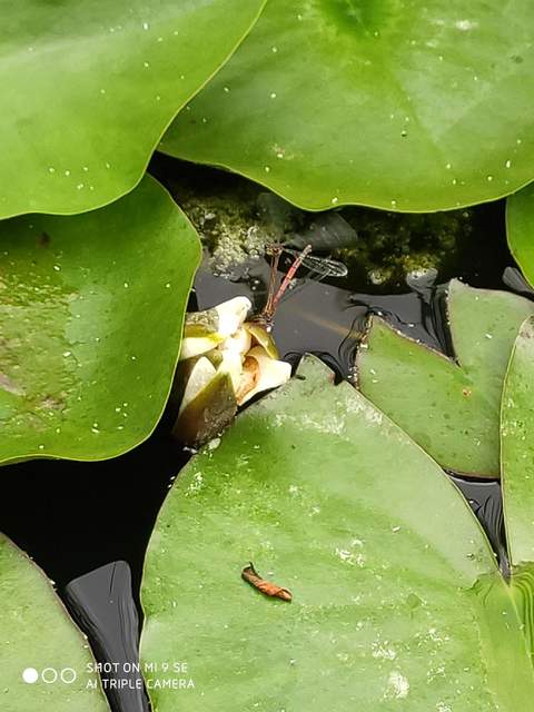 Pyrrhosoma nymphula interposita - vörös légivadász