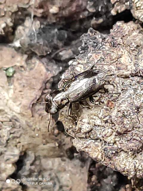 Notiophilus rufipes - vöröslábú szemesfutó