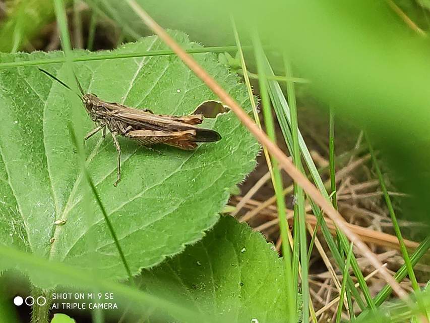 Chorthippus brunneus - közönséges tarlósáska