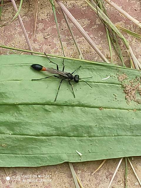 Ammophila