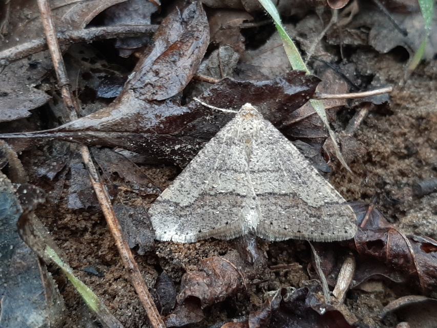 Agriopis marginaria - sárgás téliaraszoló