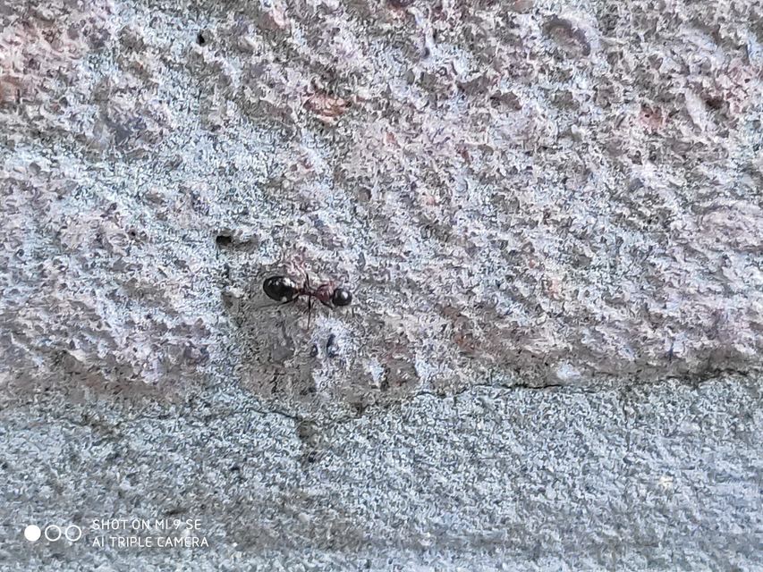 Dolichoderus quadripunctatus - négypettyes erdeihangya
