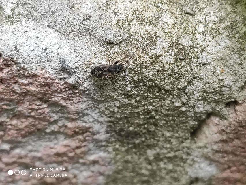 Scolopostethus Scolopostethus