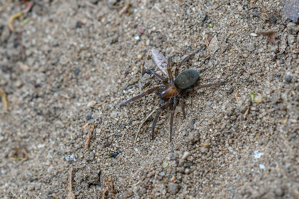 Titanoeca