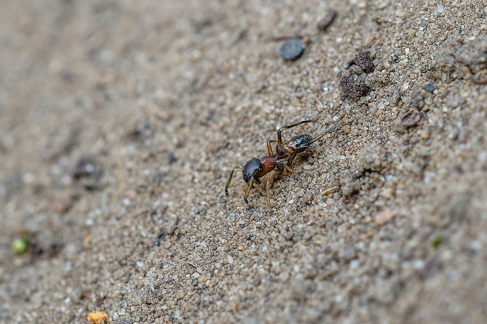 Myrmarachne formicaria - nagy hangyautánzópók