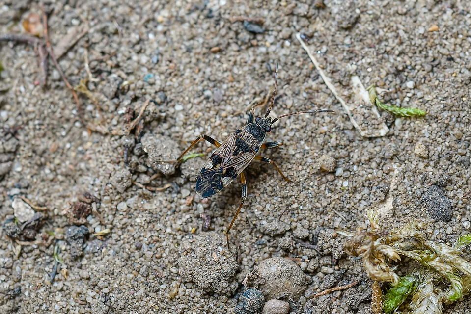 Beosus maritimus - homoki bodobács