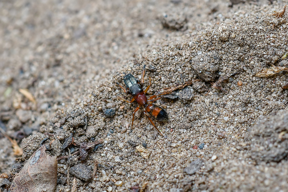 Myrmarachne formicaria - nagy hangyautánzópók