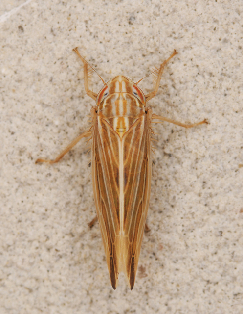 Mocydia crocea