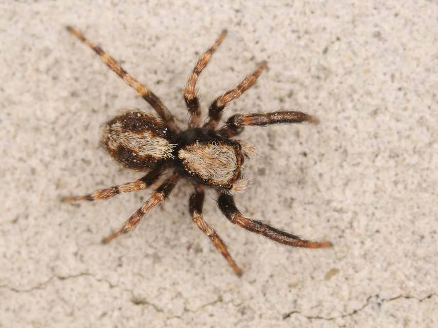 Pseudeuophrys lanigera - szobai ugrópók
