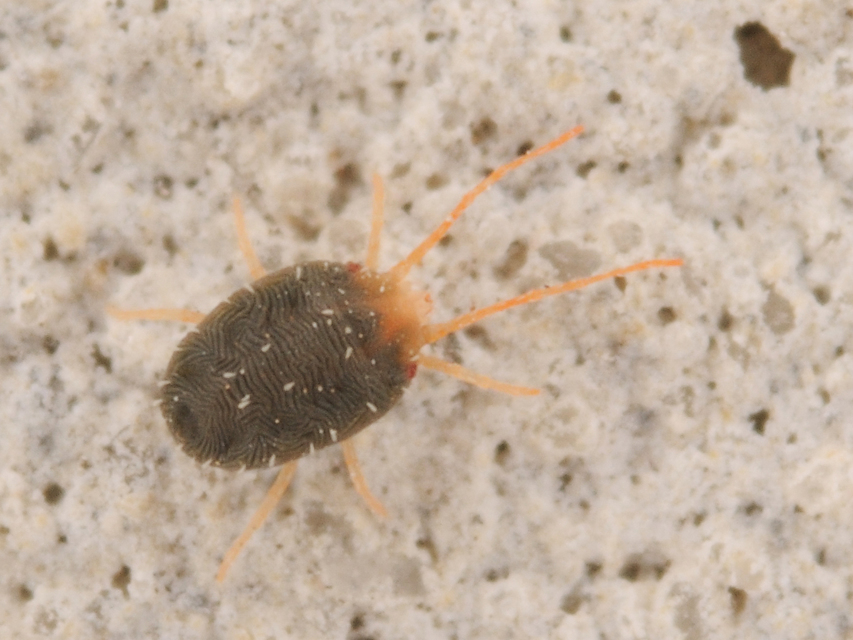 Bryobia